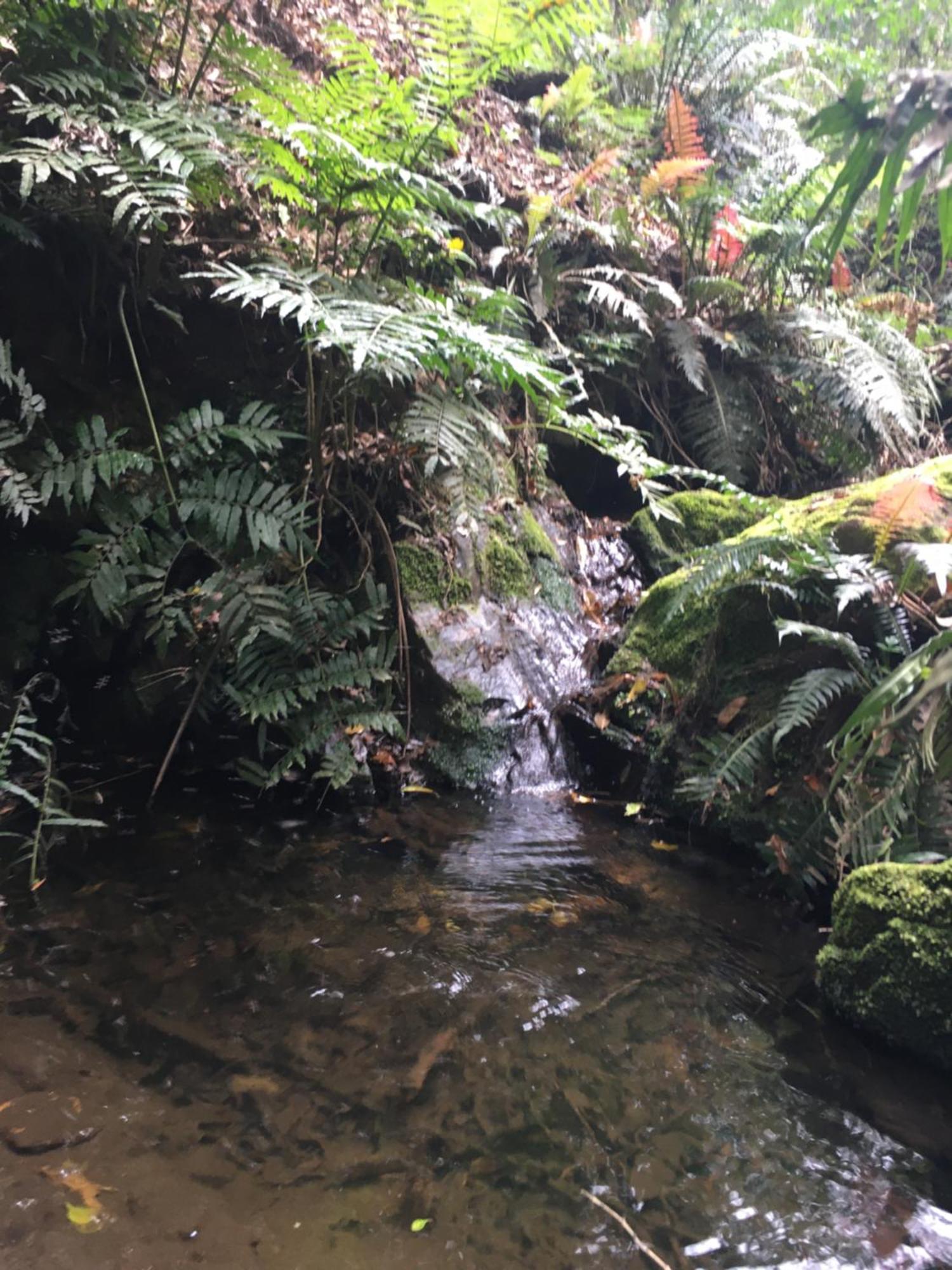 Pura Vida Forest Cabin Witelsbos Eksteriør billede