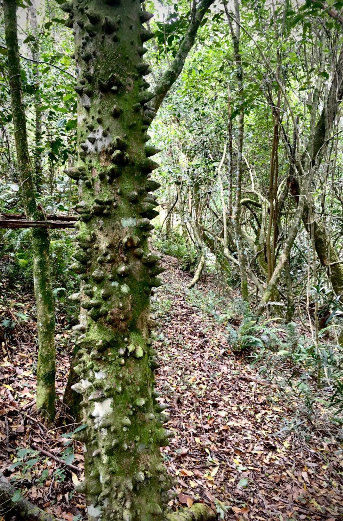 Pura Vida Forest Cabin Witelsbos Eksteriør billede