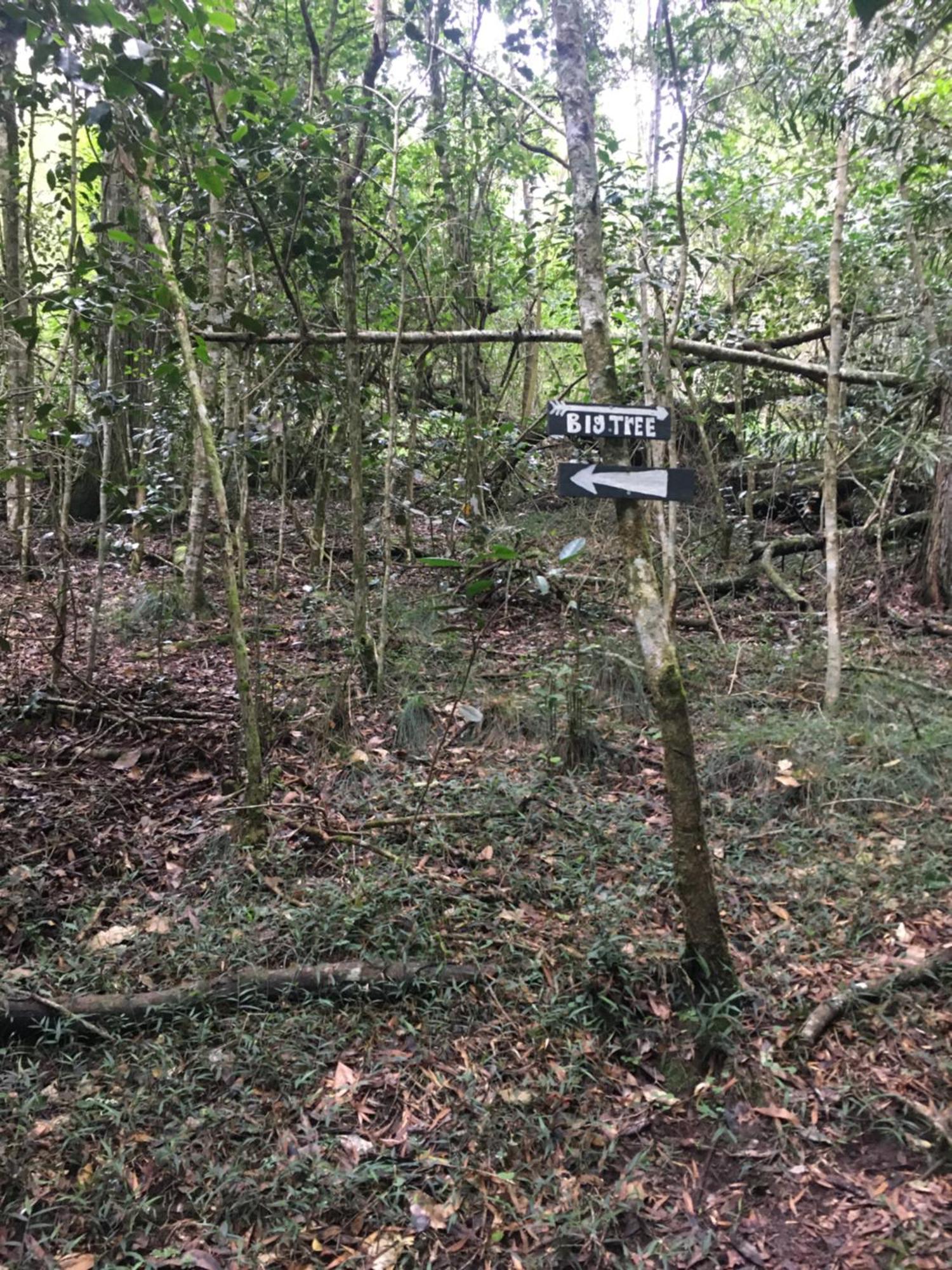 Pura Vida Forest Cabin Witelsbos Eksteriør billede